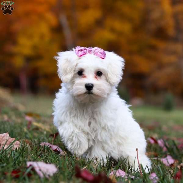 Lila, Maltipoo Puppy